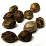 Семена марихуаны АК-47  (Seeds AK-47) в Нязепетровске